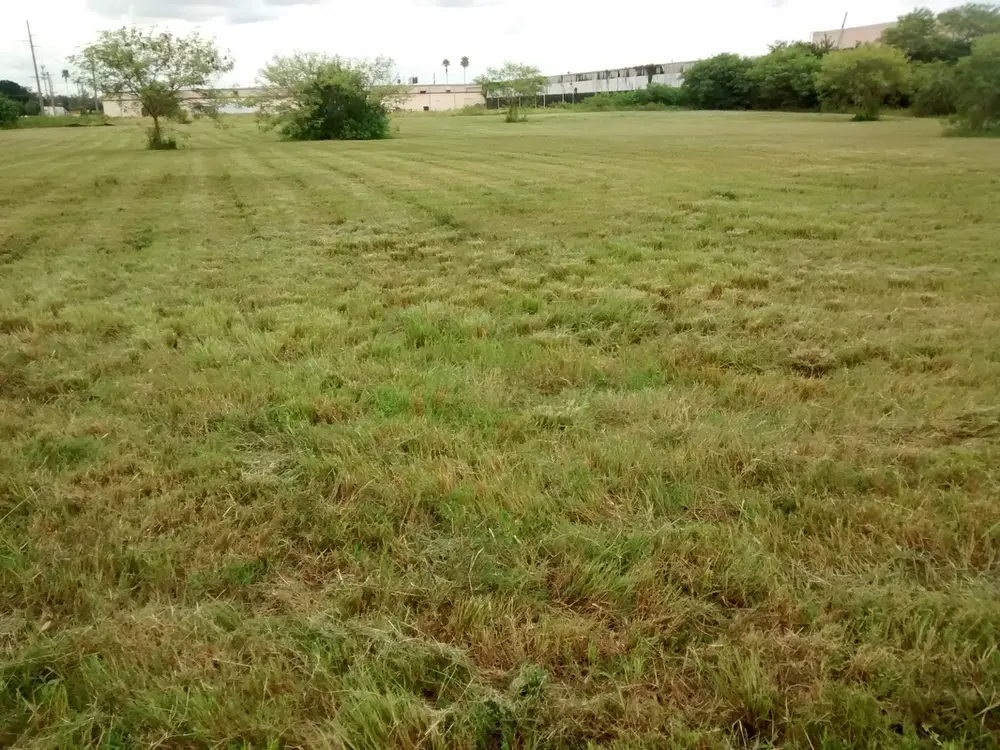 Freshly rough-cut field after heavy-duty lot mowing in Tampa, FL