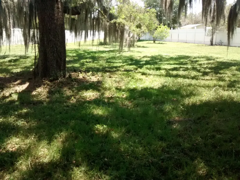 Oak-shaded lot in Tampa Bay after mowing