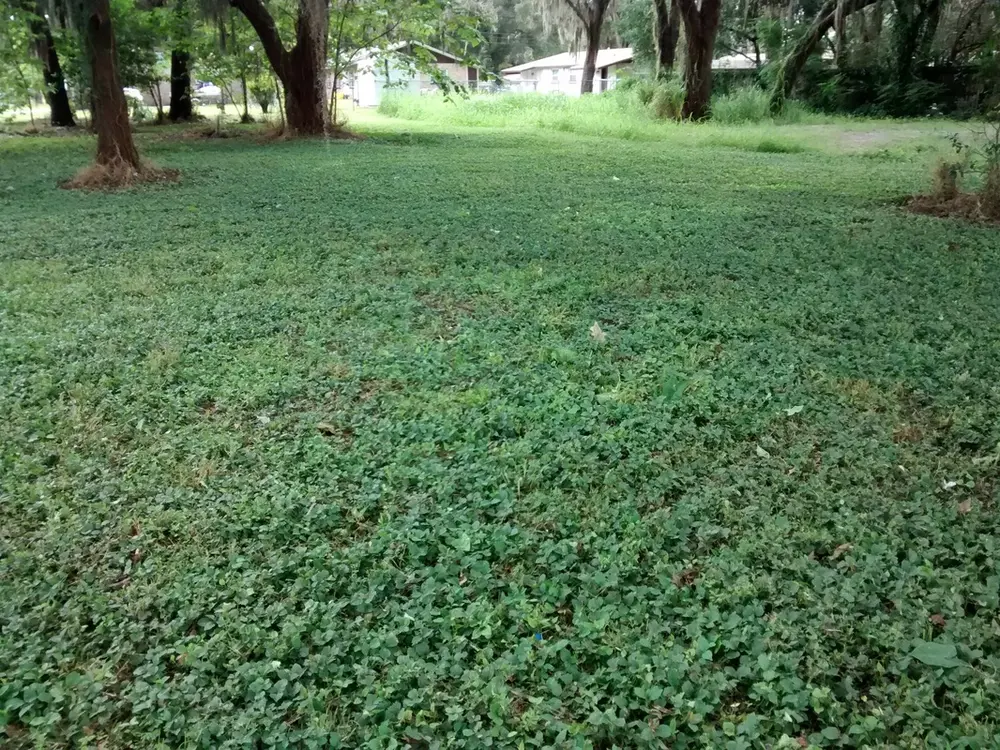 Ground cover and weeds cut low across a formerly overgrown lot