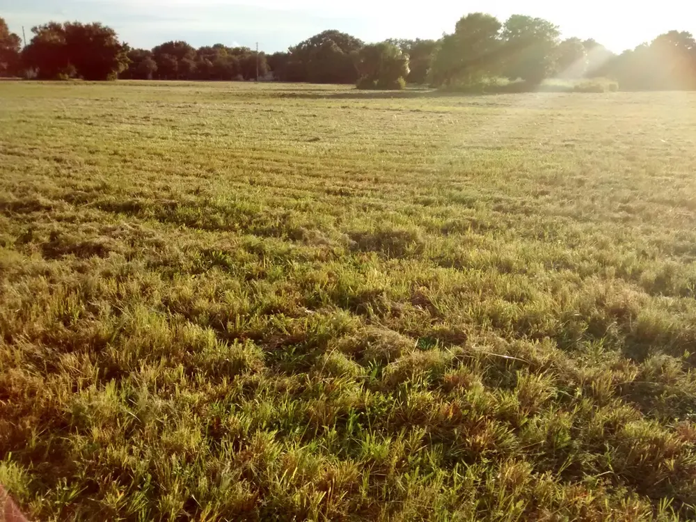 Tall field grass cut down across open acreage in Tampa Bay