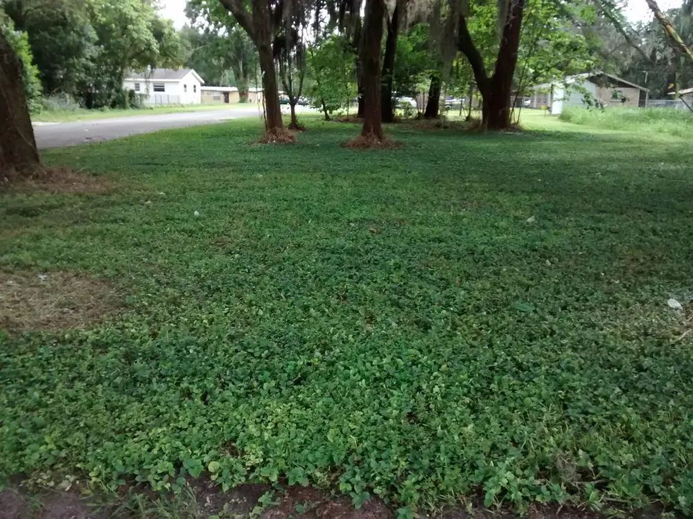 Vacant lot under oak trees cut and mulched in place