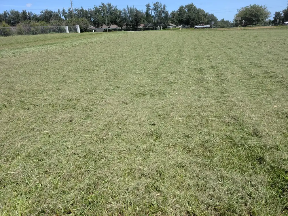Vacant parcel beside a neighborhood after mowing, cut grass mulched in place